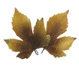 Déco feuilles - Déco cavistes Foire aux Vins