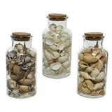 Bouteille de coquillages