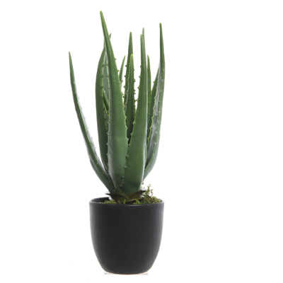 Aloe vera dans pot